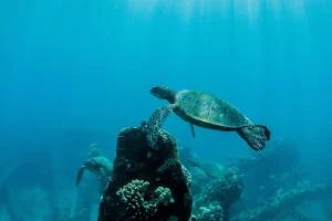 Morning Turtle Town Snorkel Aboard Quicksilver