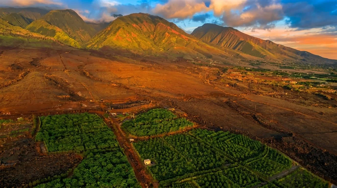 Aerial view of lush green agricultural fields arranged in geometric patterns against red volcanic soil, with the dramatic West Maui Mountains rising in the background under a colorful sunset sky.