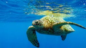 Turtle Canyon Snorkel — Oahu’s 95% Turtle-Sighting Reef