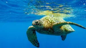 Turtle Canyon Snorkel Adventure