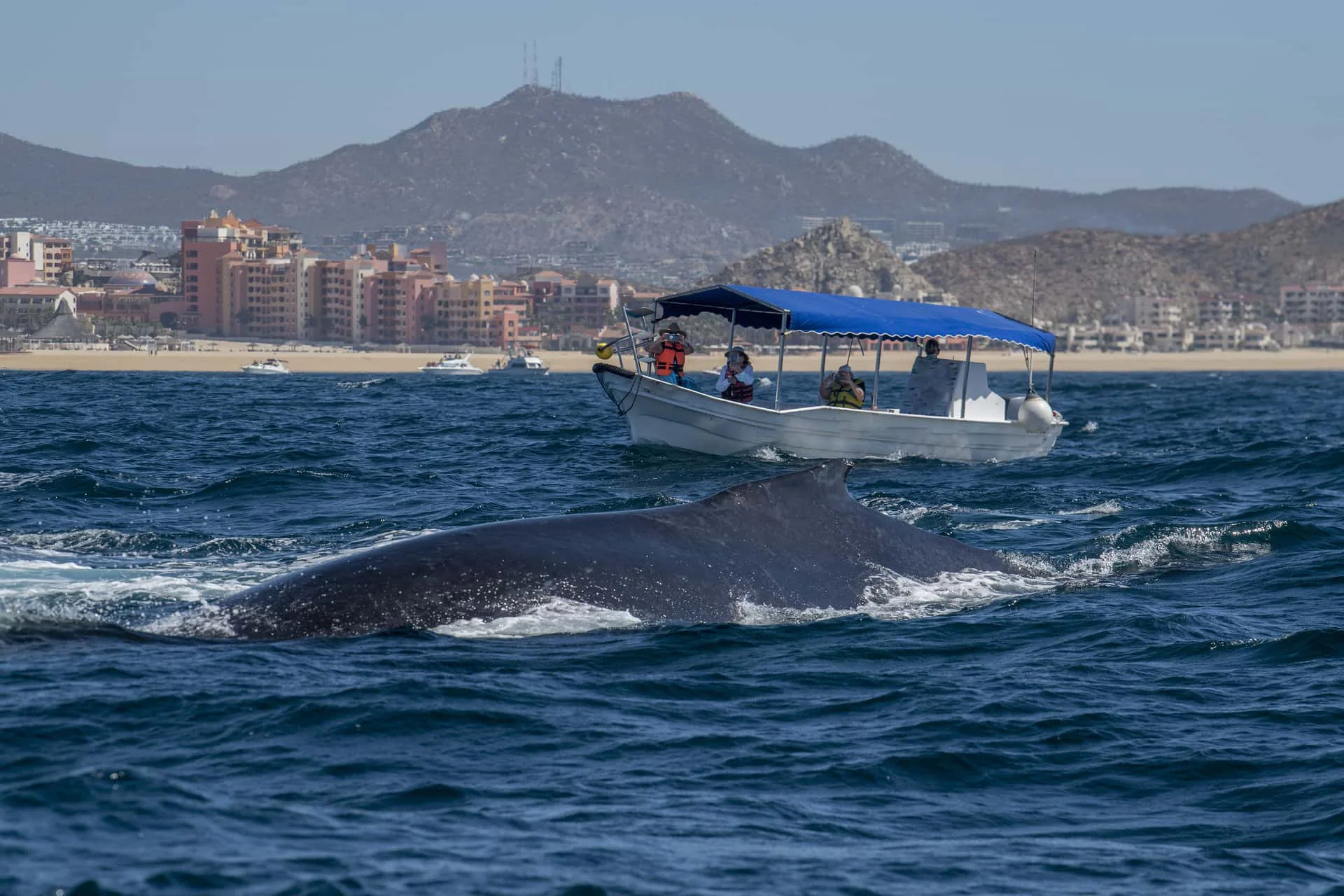 Hawaiian Company Big-island Whale Watching