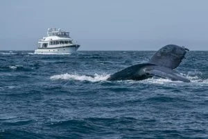 Private Whale Watching Charter from Kaanapali Beach — Your Own Boat