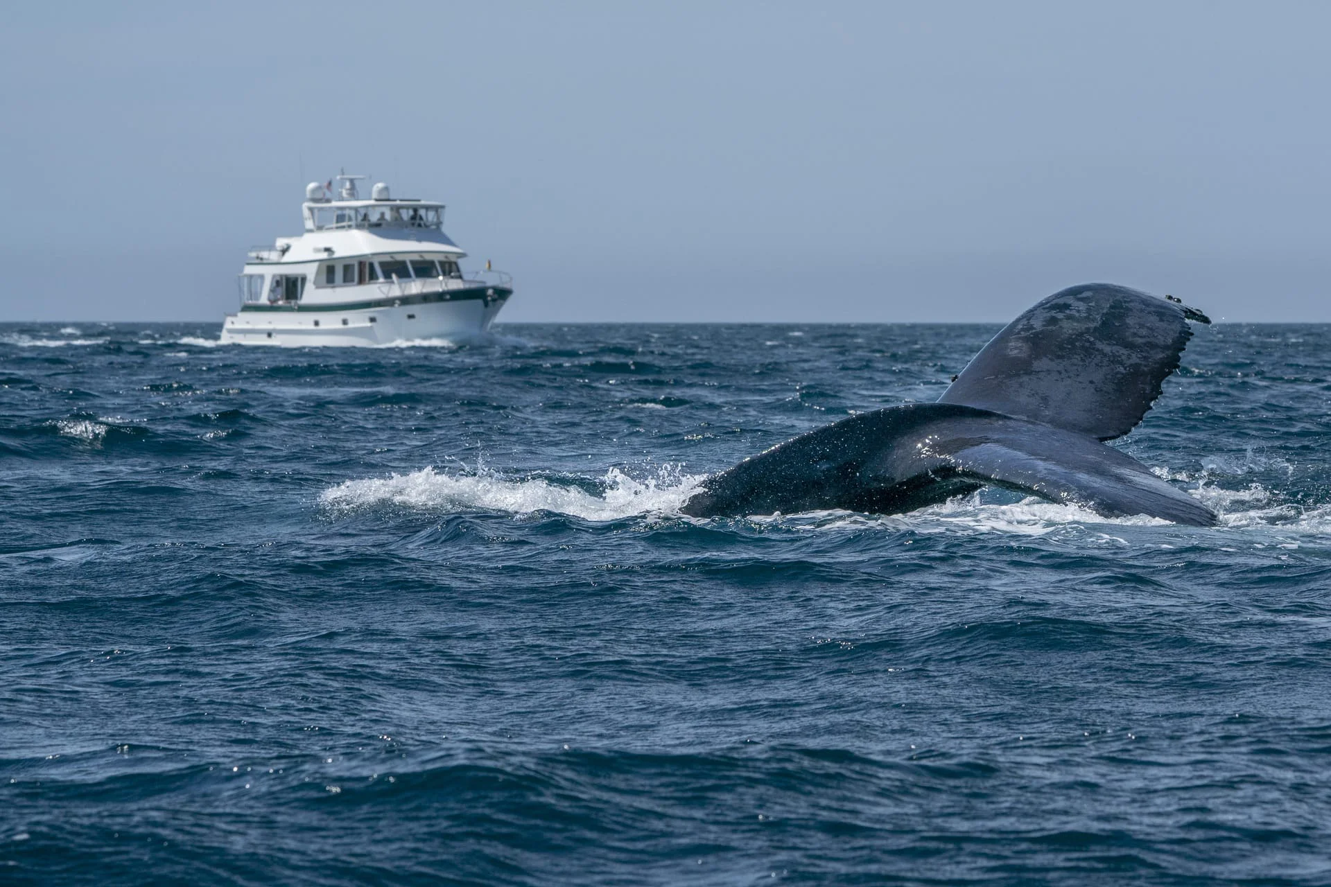 Humpback whale surfacing in the calm waters off West Maui during whale watching season