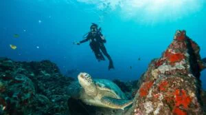 Ultimate 3-Tank Dive Oahu — Wrecks, Walls & Pinnacles in One Charter