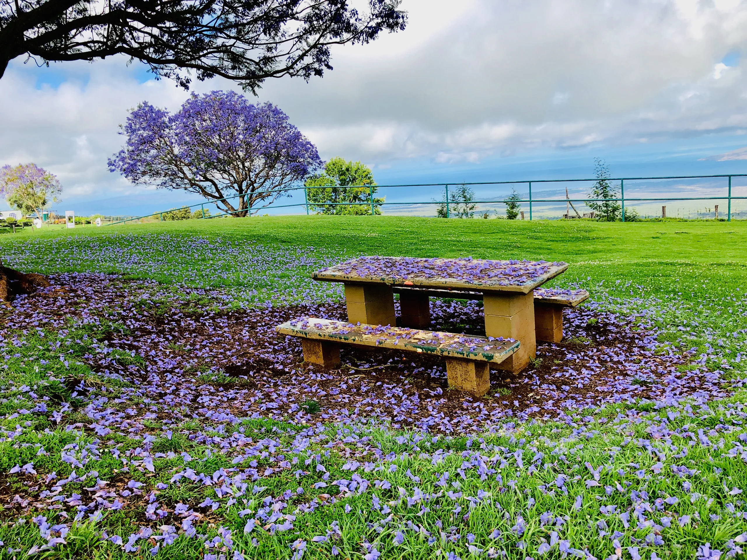 Haleakala & Upcountry Private Tour on Maui, Hawaii