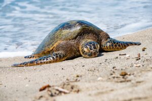 Sights & Bites Circle Island Tour on Oahu — Eight Hours