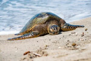 Sights & Bites Circle Island Tour on Oahu — Eight Hours