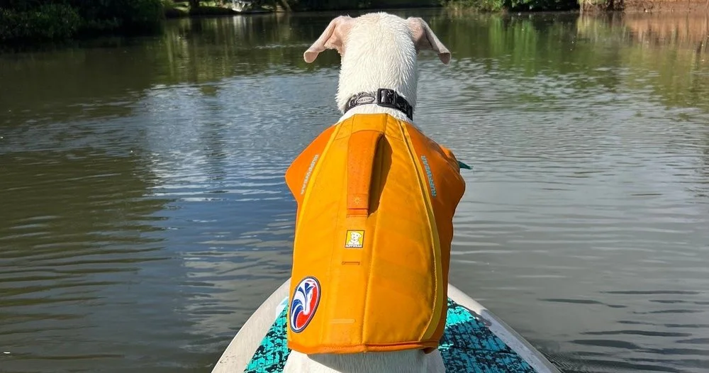 North Shore Dog Surfing on Oahu — Ride with Rescue Dogs