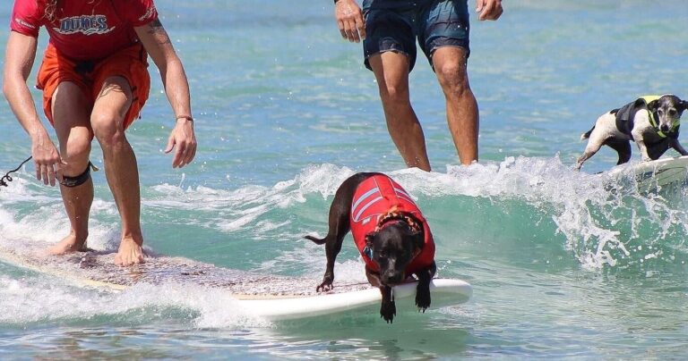 Surf Lesson in Oahu: All Levels Welcome, All Gear Included