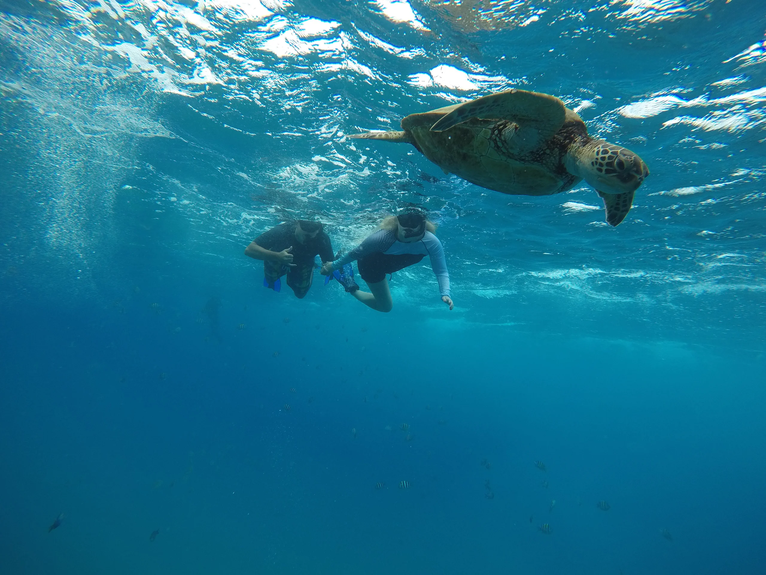 Half-Day Surf & Turf Adventure Retreat on Oahu