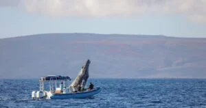 Whale Watching Raft Tour in Kihei, Maui — Eye-Level Humpbacks