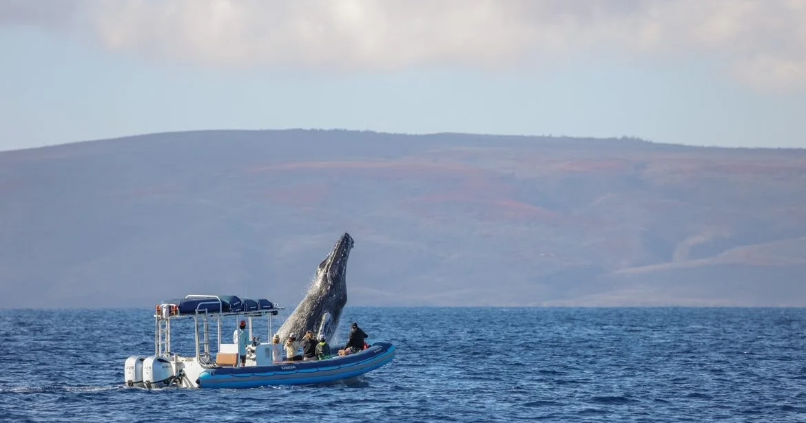 Guests on an adventure raft watching humpback whales off Kihei, Maui