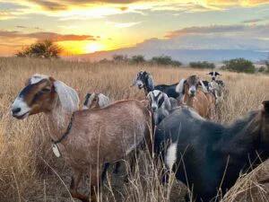 Haleakala Creamery Farm to Spoon Goat Dairy Tour — Meet, Feed and Milk the Goats