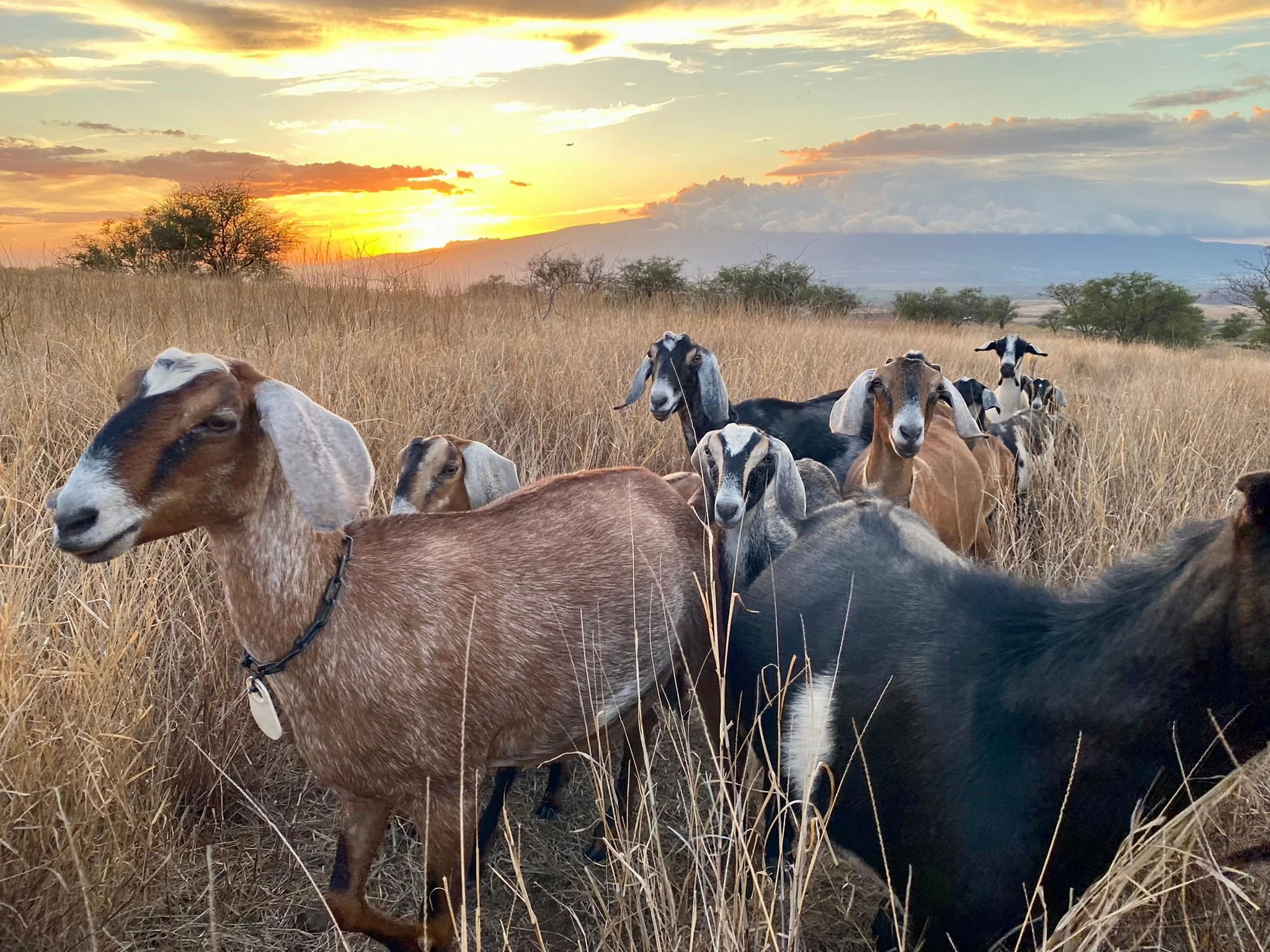 Dairy goats at Haleakala Creamery goat farm in upcountry Maui