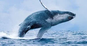 Whale Watching Catamaran Tour from Maalaea, Maui — Two Hours