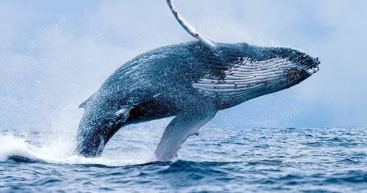 Humpback whale breaching near the Malolo catamaran on a whale watching tour from Maalaea Harbor, Maui