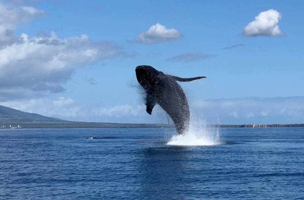Maui Whale Watching Tours: Raft, Catamaran or Private Charter