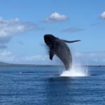 Maui Whale Watching Tours: Raft, Catamaran or Private Charter