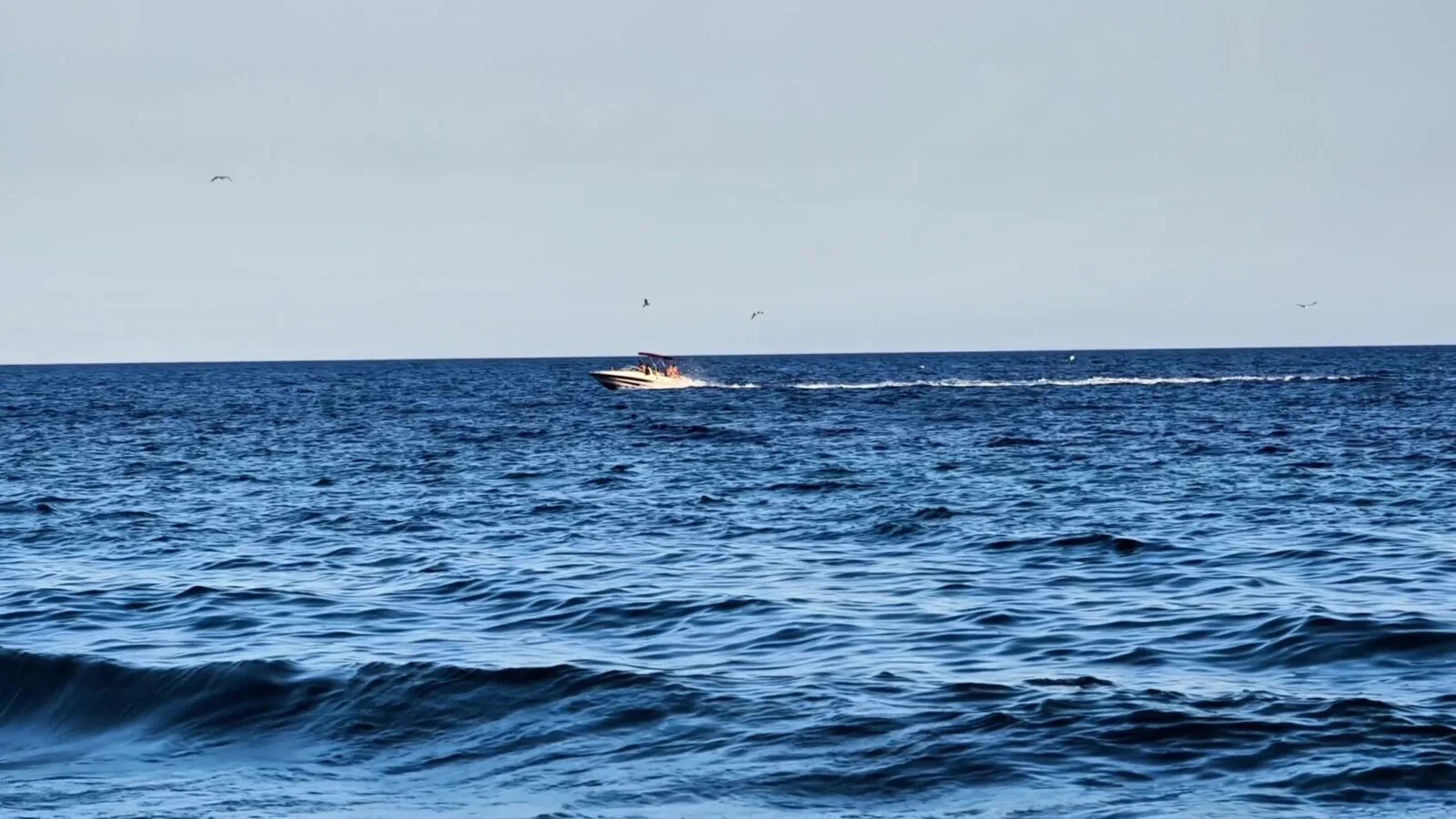 A fast boat gliding across a calm sunlit ocean surface